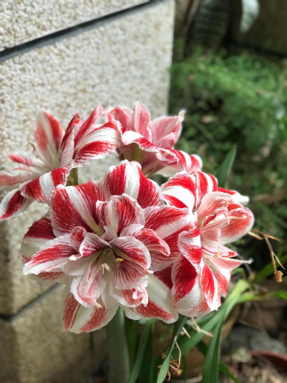 花蓮 達芙妮花園民宿 Цзянь Екстер'єр фото
